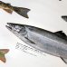 画像3: Trouts ポスター額装（サイズ約85×62×高さ3ｃｍ） (3)