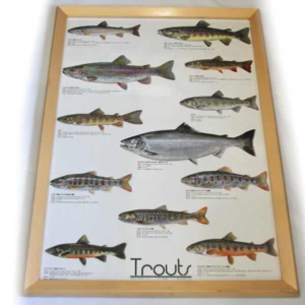 画像1: Trouts ポスター額装（サイズ約85×62×高さ3ｃｍ） (1)