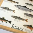 画像2: Trouts ポスター額装（サイズ約85×62×高さ3ｃｍ） (2)