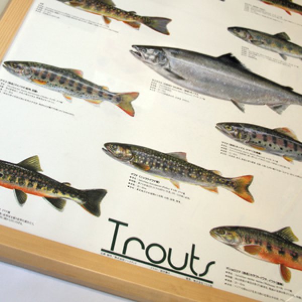 画像2: Trouts ポスター額装（サイズ約85×62×高さ3ｃｍ） (2)