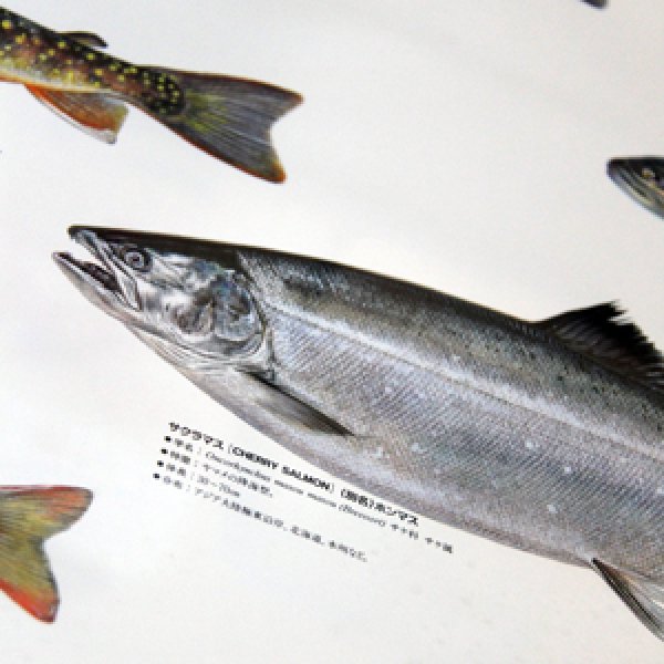 画像3: Trouts ポスター額装（サイズ約85×62×高さ3ｃｍ） (3)