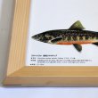 画像4: Trouts ポスター額装（サイズ約85×62×高さ3ｃｍ） (4)