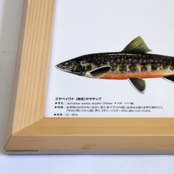 画像4: Trouts ポスター額装（サイズ約85×62×高さ3ｃｍ） (4)